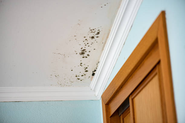 Best Residential Mold Remediation in Cobb Island, MD